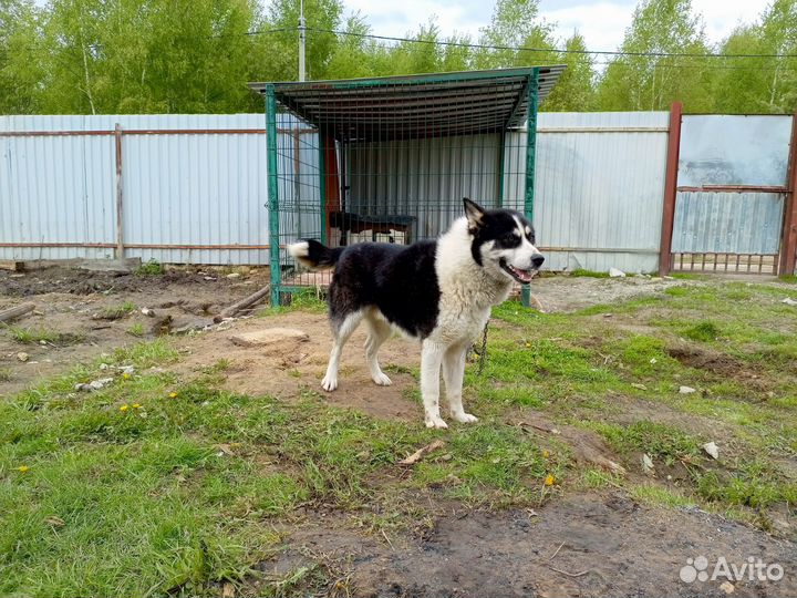 Кобель для вязки