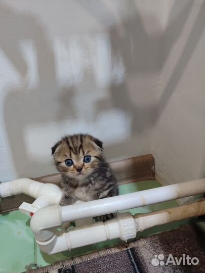 Шотландские котята