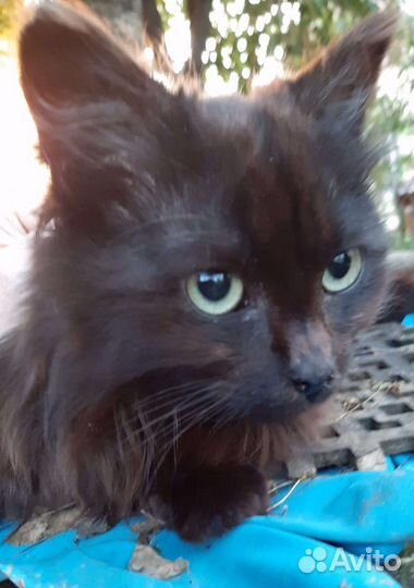 Милейшая кошечка Бетти в добрые руки