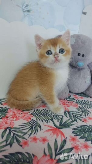 Британский котик милаш