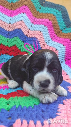 Щенки спаниеля