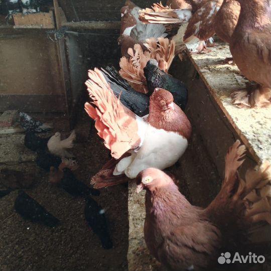 Голуби продажа статные