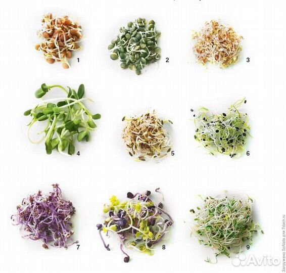 Микрозелень семена