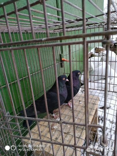 Продаются голуби