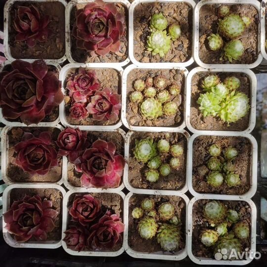 Молодило паутинистое (каменная роза)