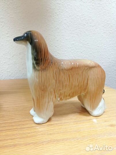 Афганская борзая лфз