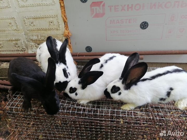 Кролики породы немецкий пестрый строкач