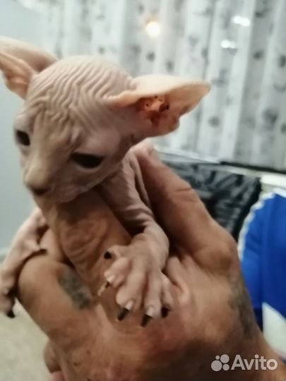 Канадский сфинкс