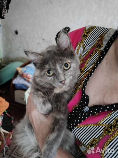 Кошка в дар