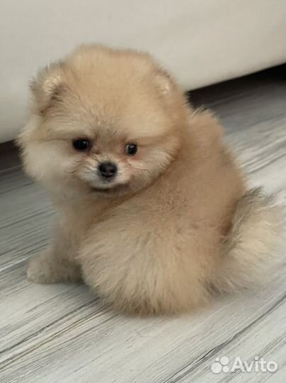 Щенки померансного шпица