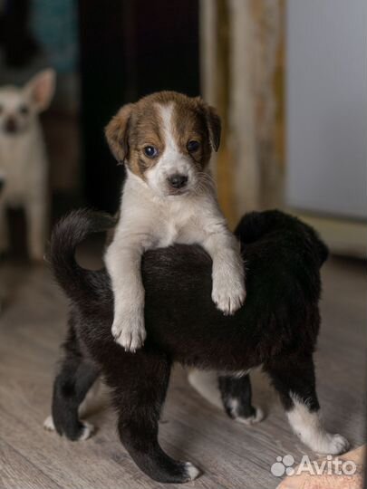 Щенки от спаниеля