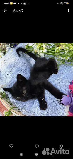 Котята