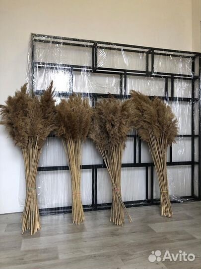 Камыш декоративный оптом по РФ