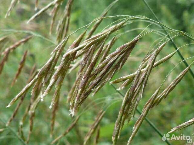 Семена костра