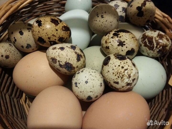 Яйцо домашнее