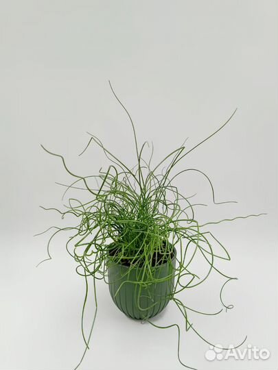 Джункус Спиральный (Juncus)