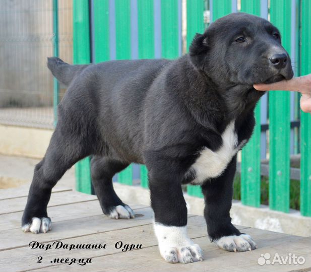 Девочка сао