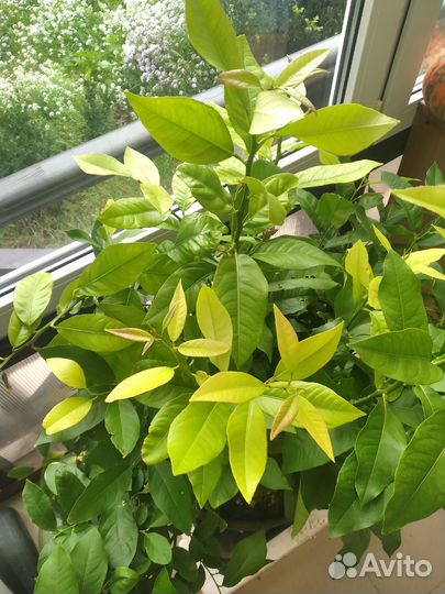 Лимонное дерево