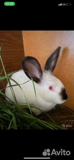 Калифорнийские кролики