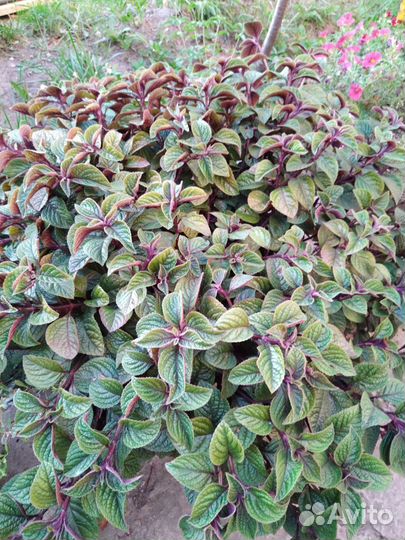 Плекрантус