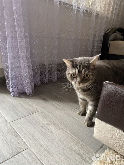 Кот в добрые руки