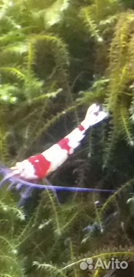 Пресноводная креветка редкристалл Red Kristal PRL