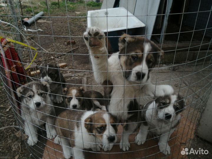 Щенки среднеазиатской овчарки. Алабай
