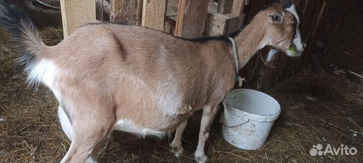 Козлята 3мес