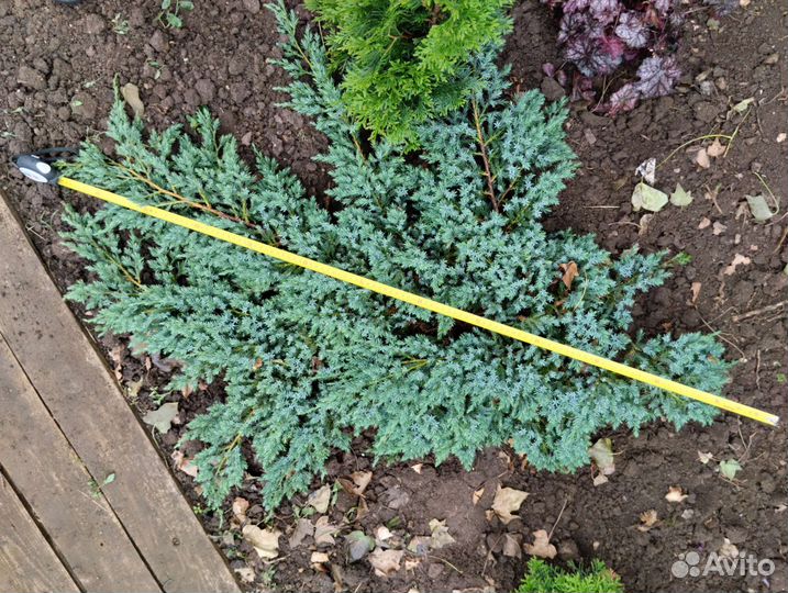 Можжевельник чешуйчатый Блю Карпет