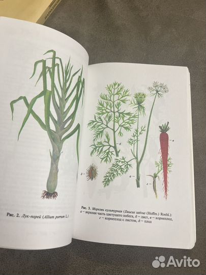 Энциклопедия народной медицины, лекарственные лот