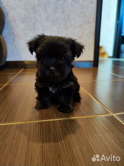 Йоркширский терьер мини