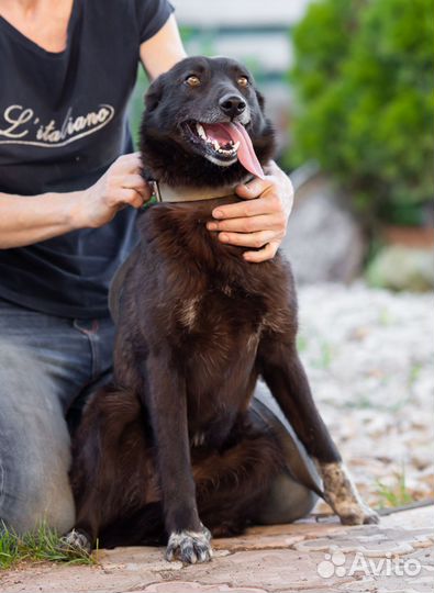 Собака в добрые руки отдам бесплатно