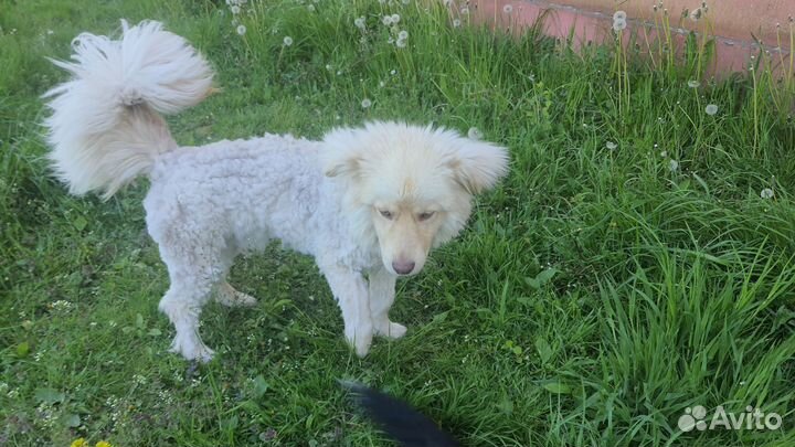 Маленькая собака в добрые руки бесплатно