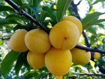 Саженцы плодово-ягодных культур из Малиновки