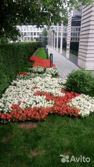 Рассада цветов и овощей оптом