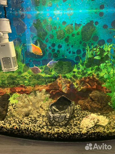 Аквариум с рыбками и оборудованием