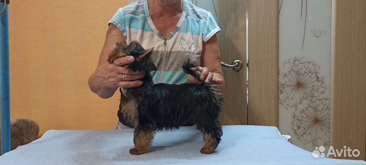 Йоркширский терьер щенки стандарт