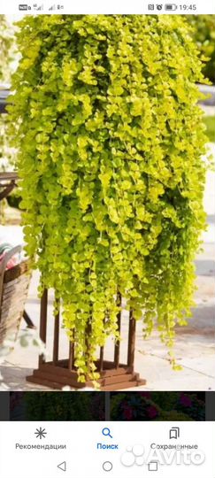 Вербейник монетчатый ауреа