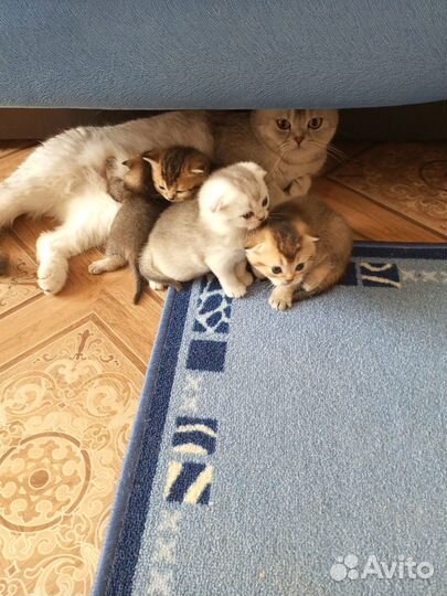 Котята, Шотландская порода