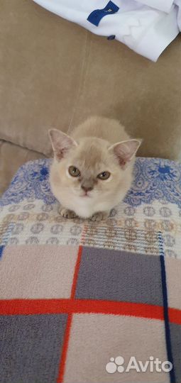 Бурманская кошка