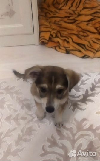 Собака Двортерьер в добрые руки, щенок