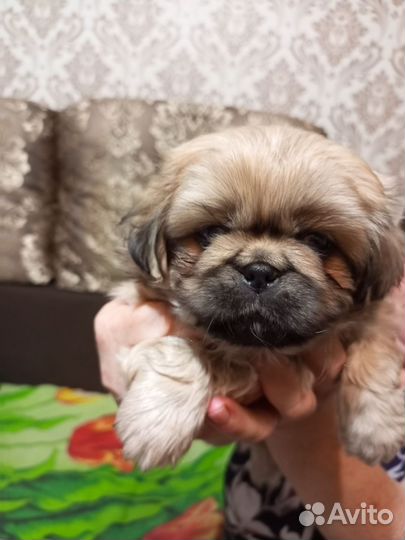 Щенки пекинеса