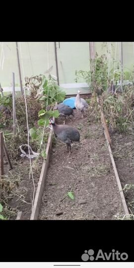 Куры несушки
