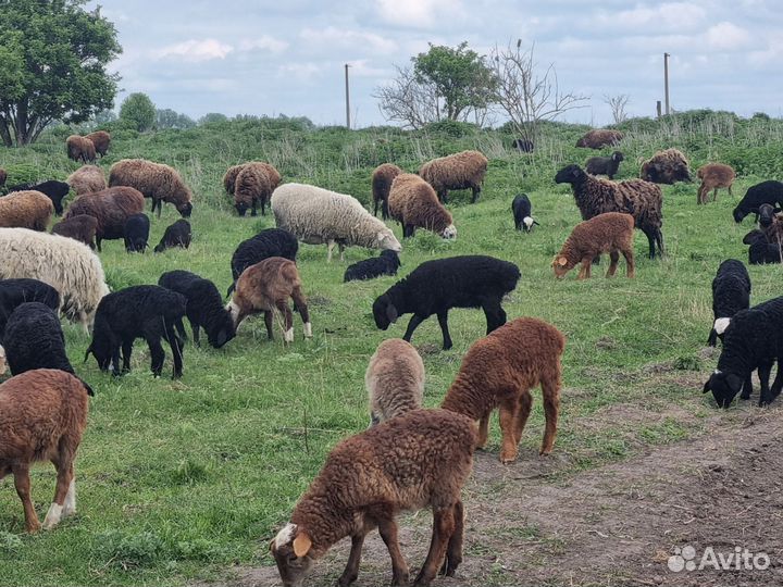 Овцы бараны ягнята оптом