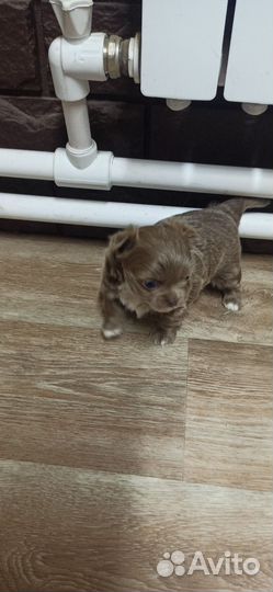 Щенки чихуахуа длинношерстные