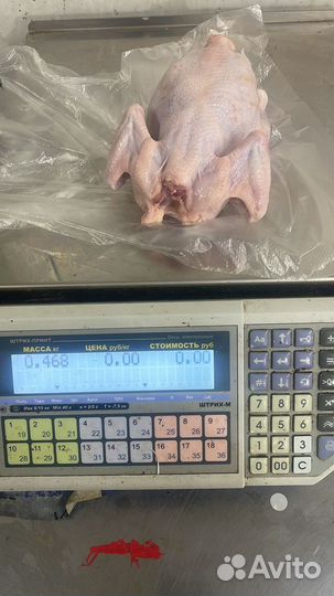 Цыплята корнишоны опт