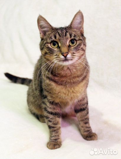 Милейшая кошечка Ума