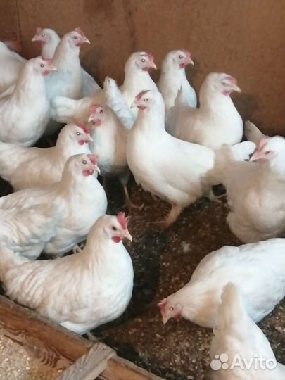 Куры молодки несушки