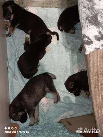 Щеночки в добрые руки