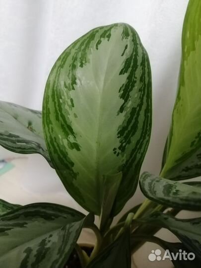 Аглаонема Сильвер бей